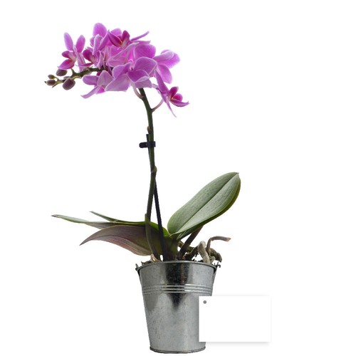 Grande orchidée