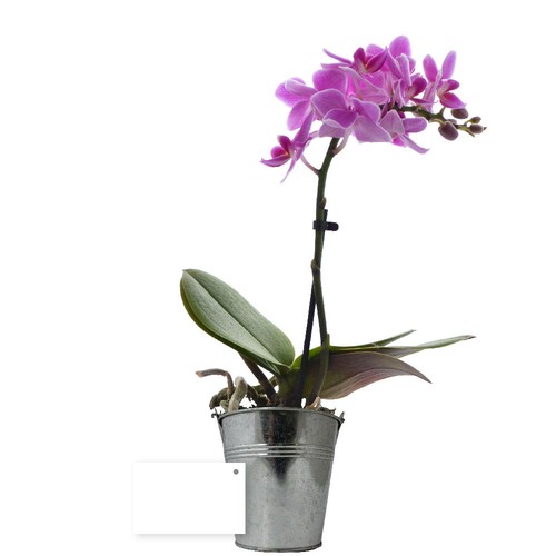 Grande orchidée