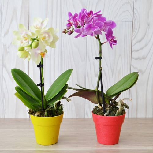 Petite orchidée - 3