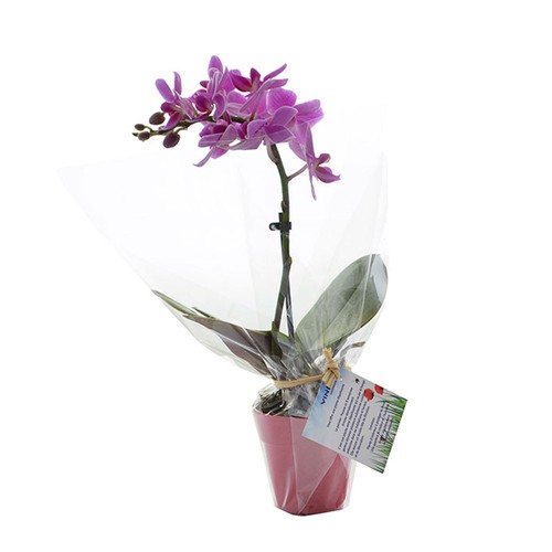 Petite orchidée - 2