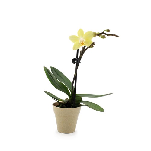 Petite orchidée