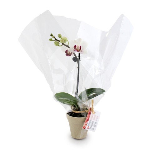 Petite orchidée