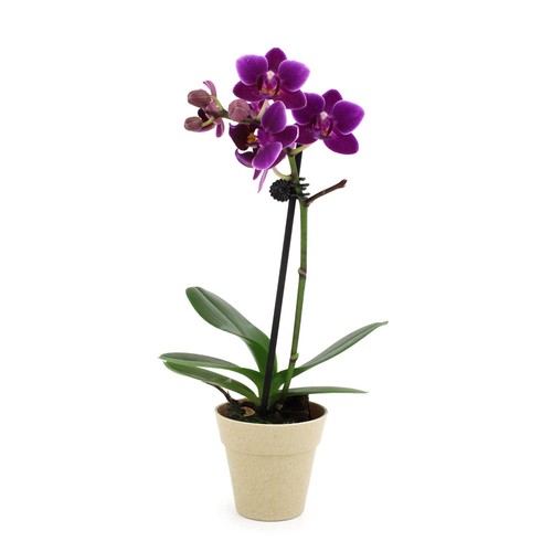 Petite orchidée