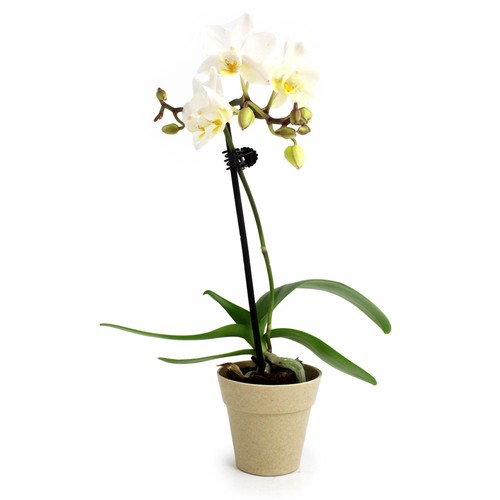 Petite orchidée