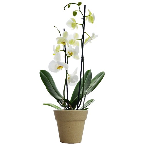 Petite orchidée