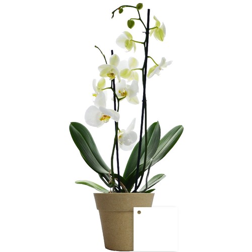 Petite orchidée