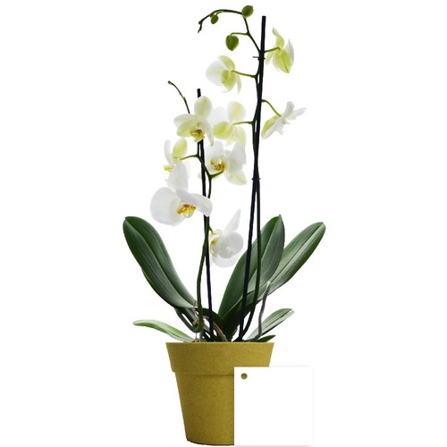 Petite orchidée