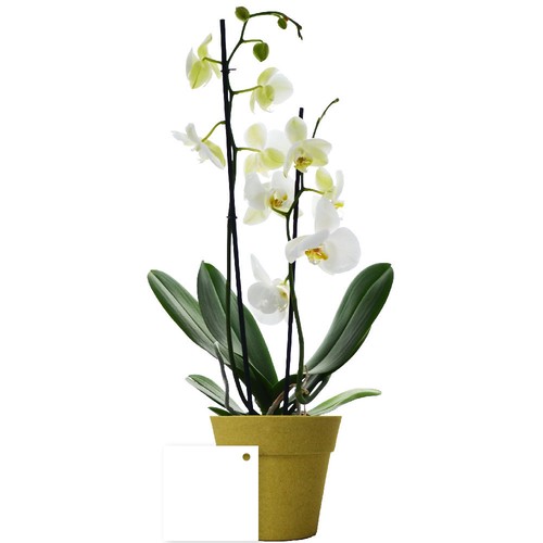 Petite orchidée
