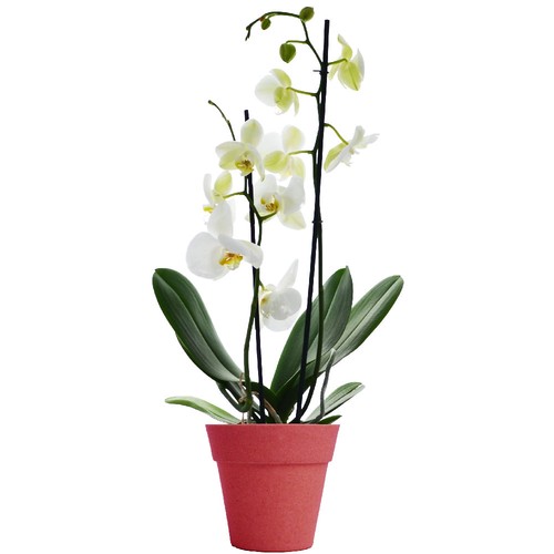 Petite orchidée