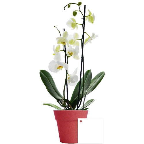 Petite orchidée