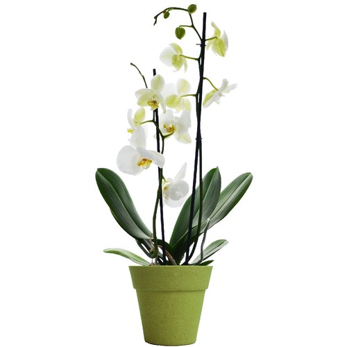 Petite orchidée