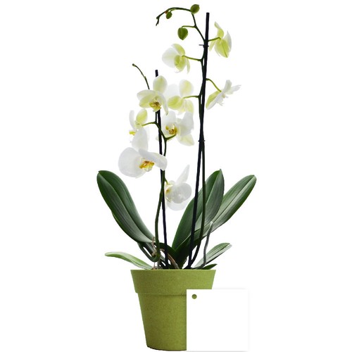 Petite orchidée