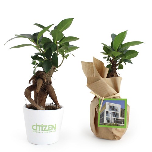 Plante prestige pot 7cm - 2