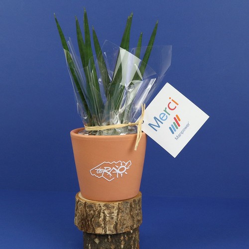 Plante prestige pot 7cm - 3