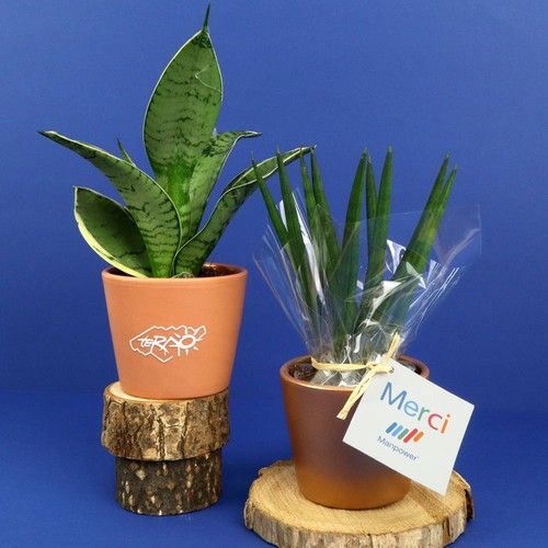 Plante prestige pot 7cm - 1