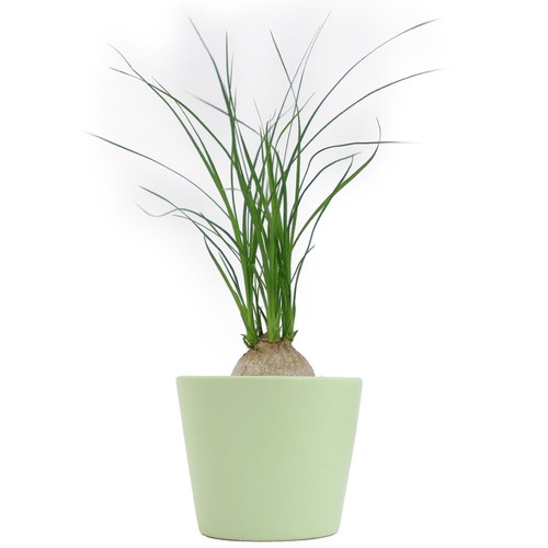 Plante prestige pot 7cm