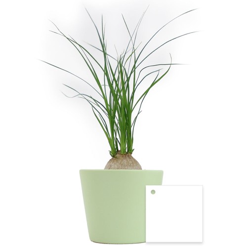 Plante prestige pot 7cm