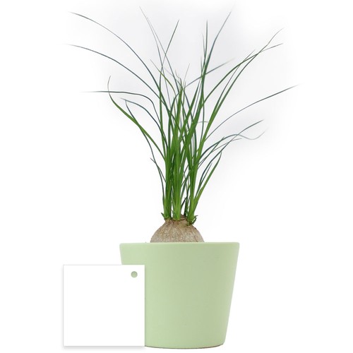Plante prestige pot 7cm