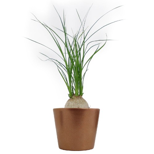 Plante prestige pot 7cm