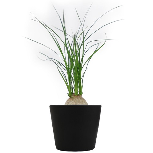Plante prestige pot 7cm