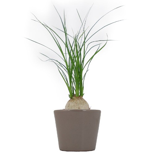 Plante prestige pot 7cm
