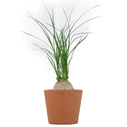 Plante prestige pot 7cm