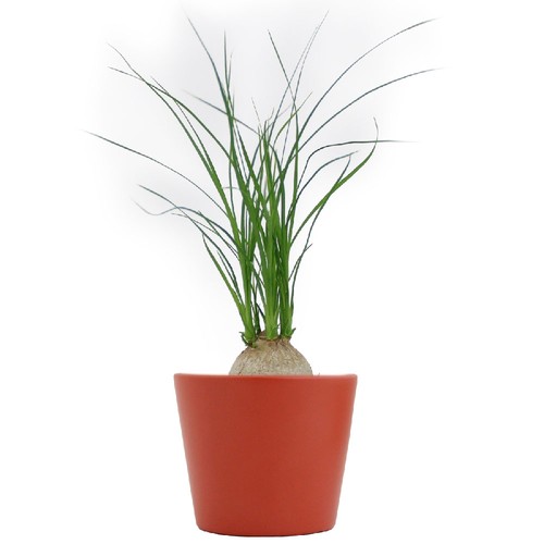 Plante prestige pot 7cm