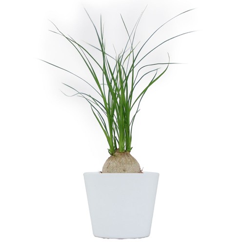 Plante prestige pot 7cm