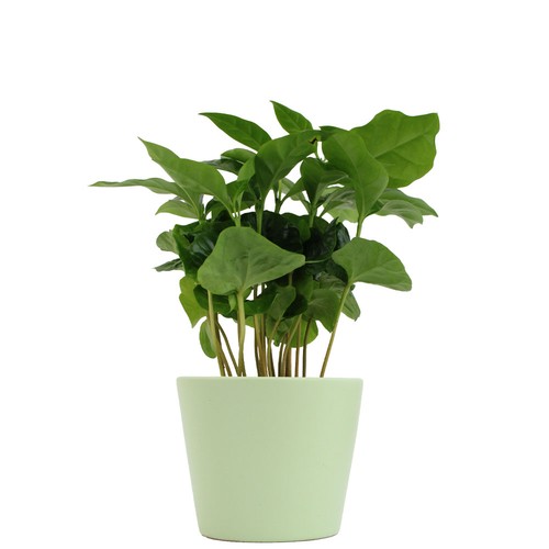 Plante prestige pot 7cm