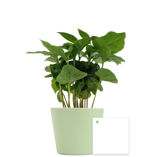 Plante prestige pot 7cm