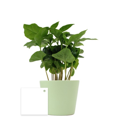 Plante prestige pot 7cm