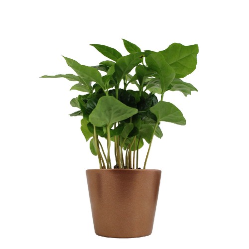 Plante prestige pot 7cm