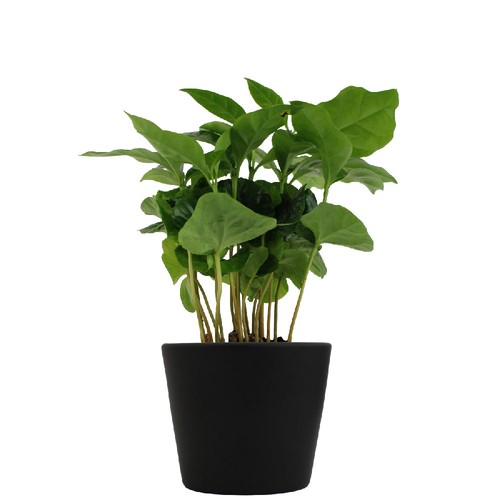 Plante prestige pot 7cm