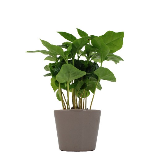 Plante prestige pot 7cm