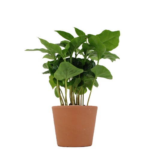 Plante prestige pot 7cm