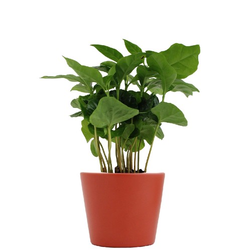 Plante prestige pot 7cm