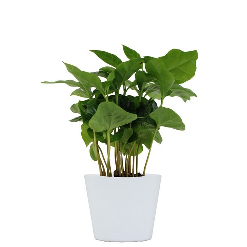 Plante prestige pot 7cm