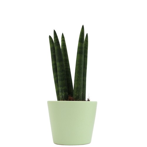 Plante prestige pot 7cm