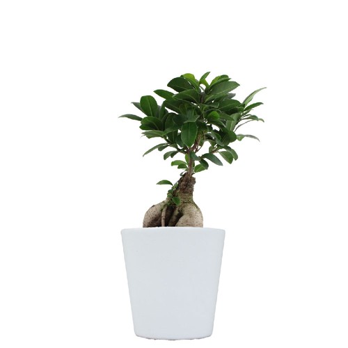 Ficus Ginseng pot Ø13,5cm