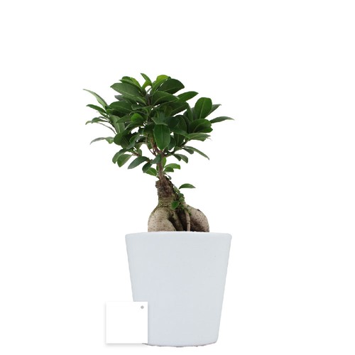 Ficus Ginseng pot Ø13,5cm