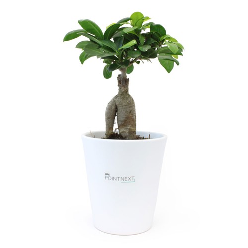Ficus Ginseng pot Ø13,5cm