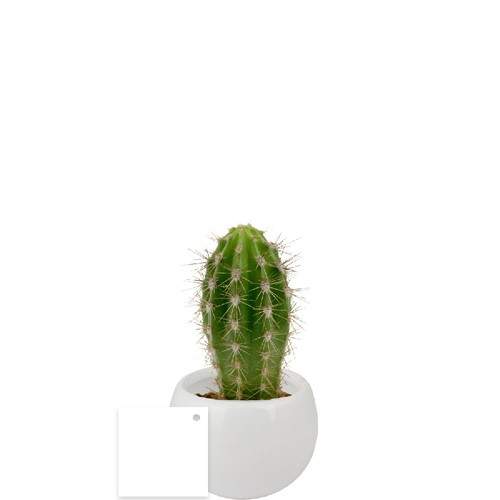 Plante pot céramique aimanté