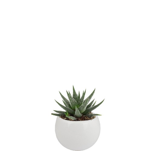 Plante pot céramique aimanté