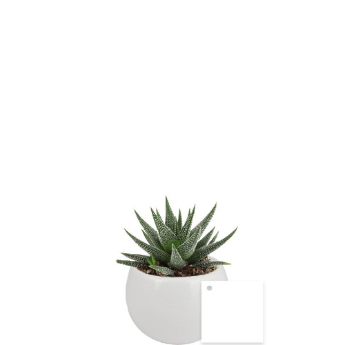 Plante pot céramique aimanté