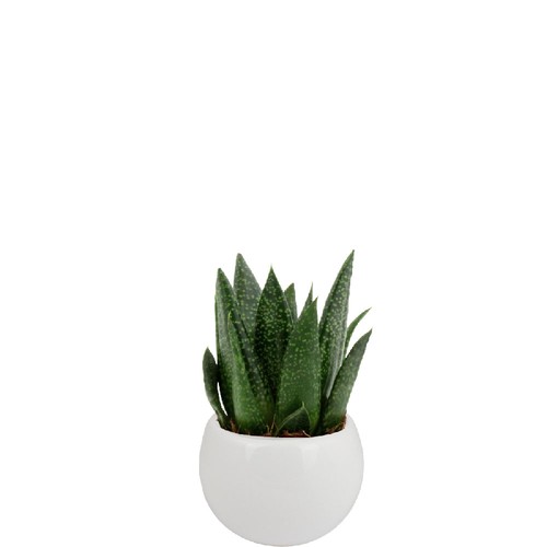 Plante pot céramique aimanté