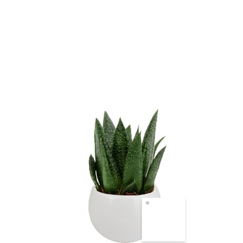 Plante pot céramique aimanté