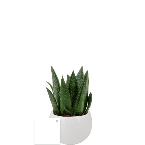 Plante pot céramique aimanté