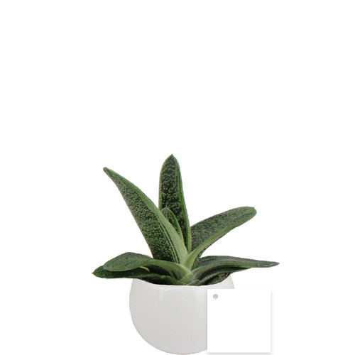 Plante pot céramique aimanté