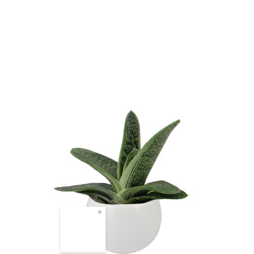 Plante pot céramique aimanté