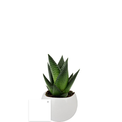 Plante pot céramique aimanté